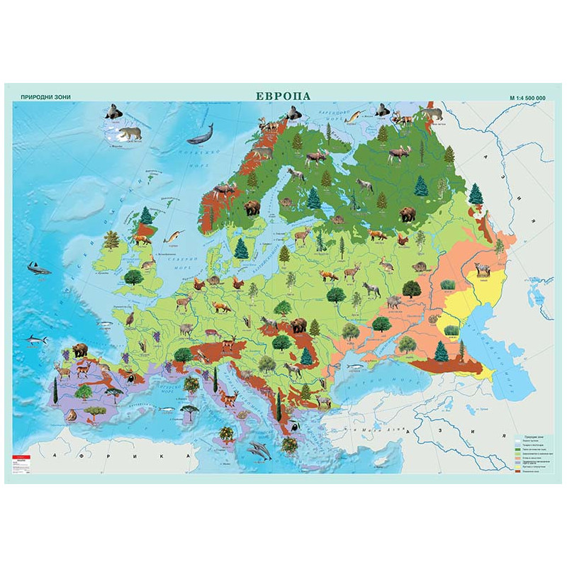 Европа. Природни зони, стенна карта