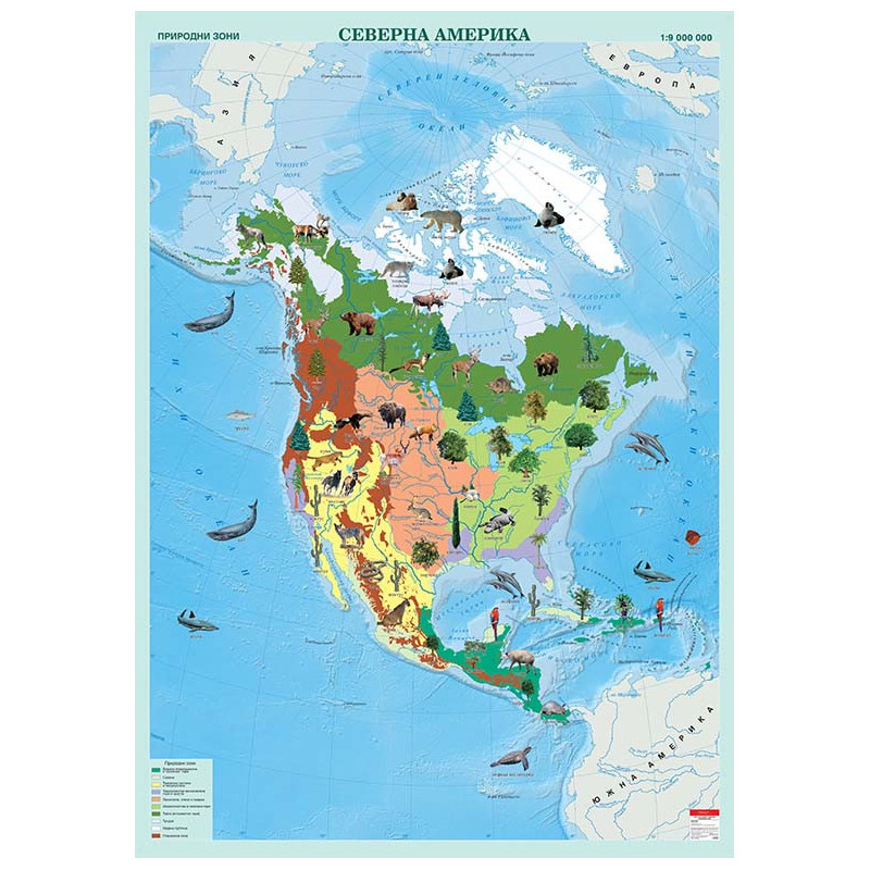 Северна Америка. Природни зони, стенна карта